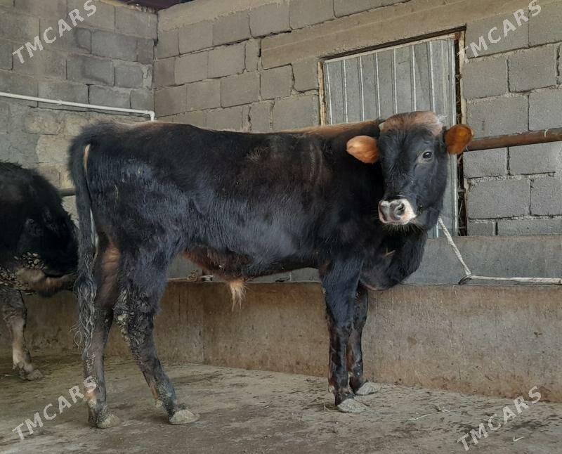 öküz - Бузмеин - img 6