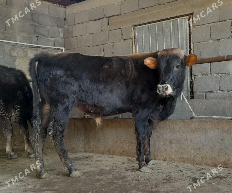 öküz - Бузмеин - img 8