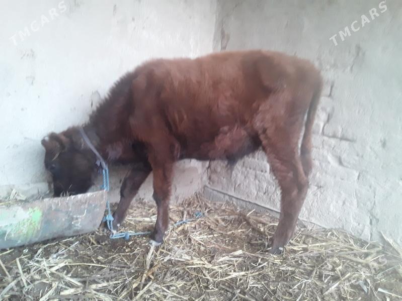 OKUZ GACAR - Губадаг - img 4