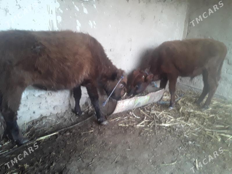 OKUZ GACAR - Губадаг - img 1