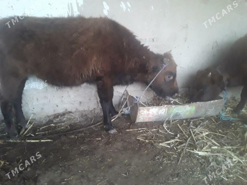 OKUZ GACAR - Губадаг - img 8