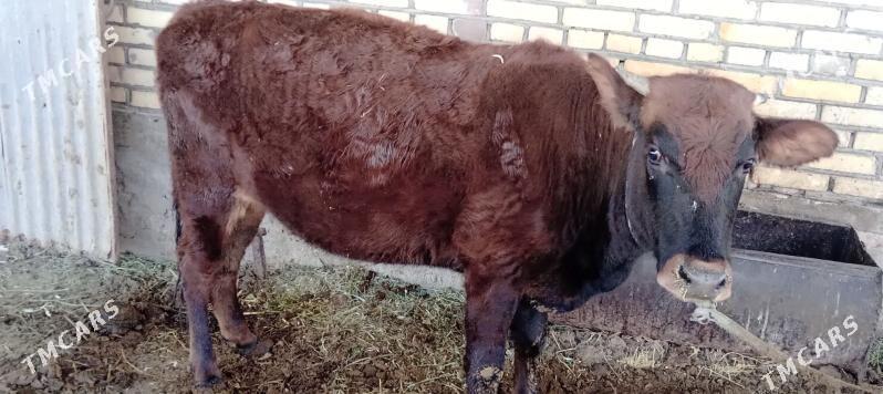 bakylan gulajyn - Murgap - img 2