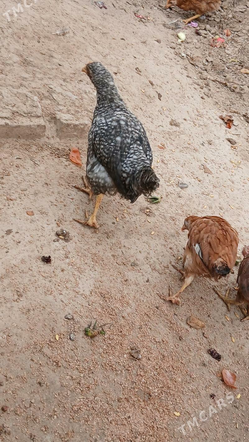 juje - Hitrowka - img 1