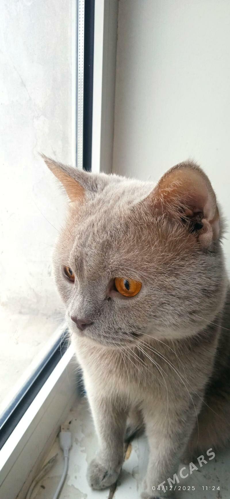 PŞiK - Boldumsaz - img 2