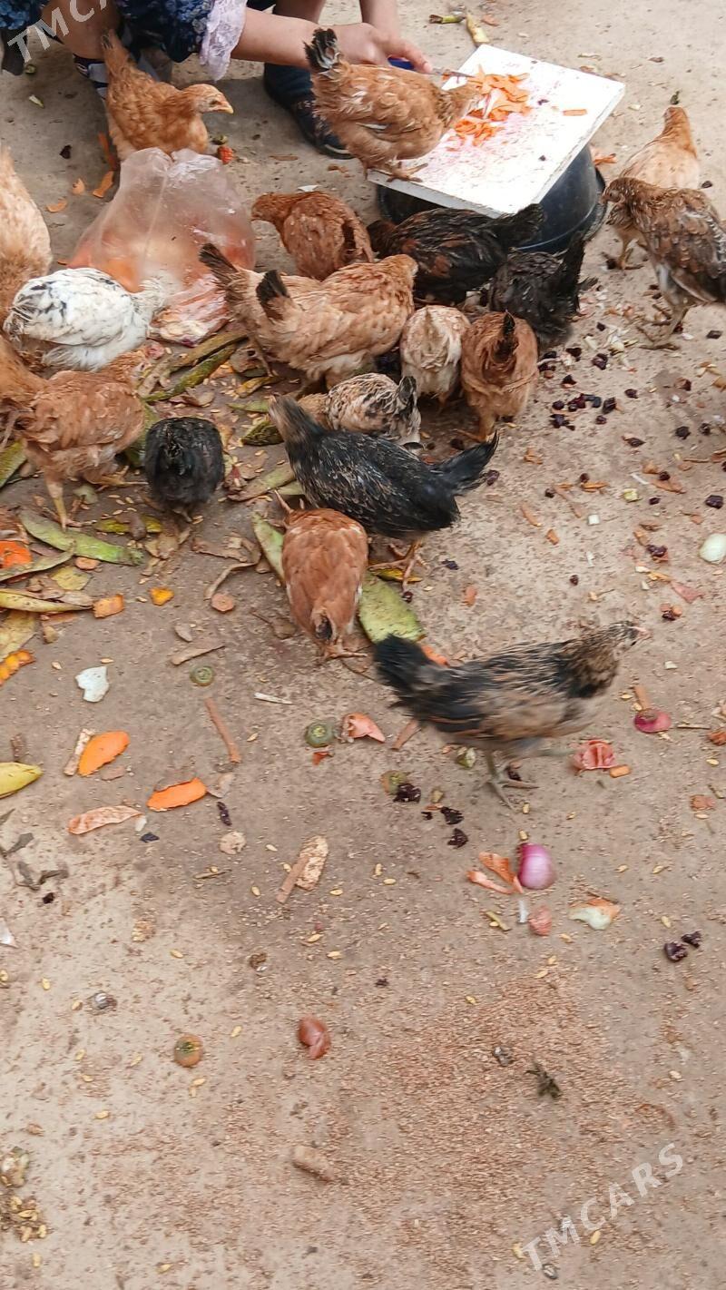 juje - Hitrowka - img 4