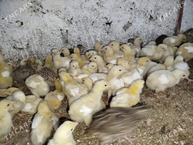 broýler juje - Херрикгала - img 1