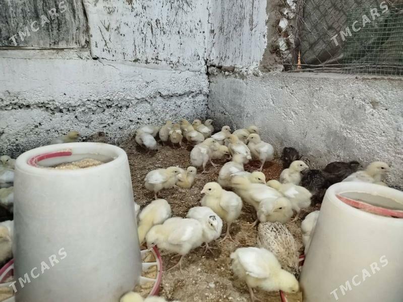 broýler juje - Херрикгала - img 2