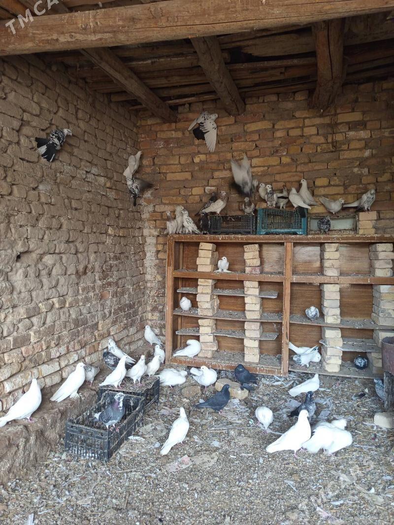 kepder - Чарджоу - img 1