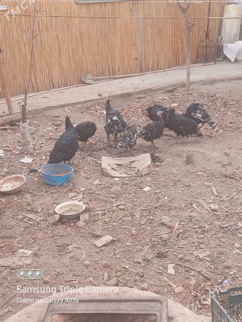 induk - Дашогуз - img 1