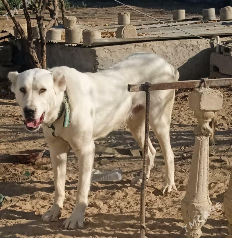 alabay it - Херрикгала - img 3