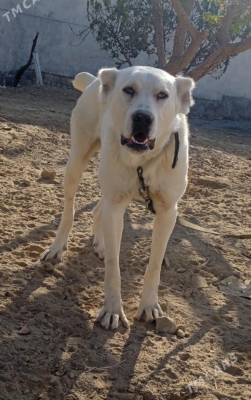 alabay it - Херрикгала - img 4