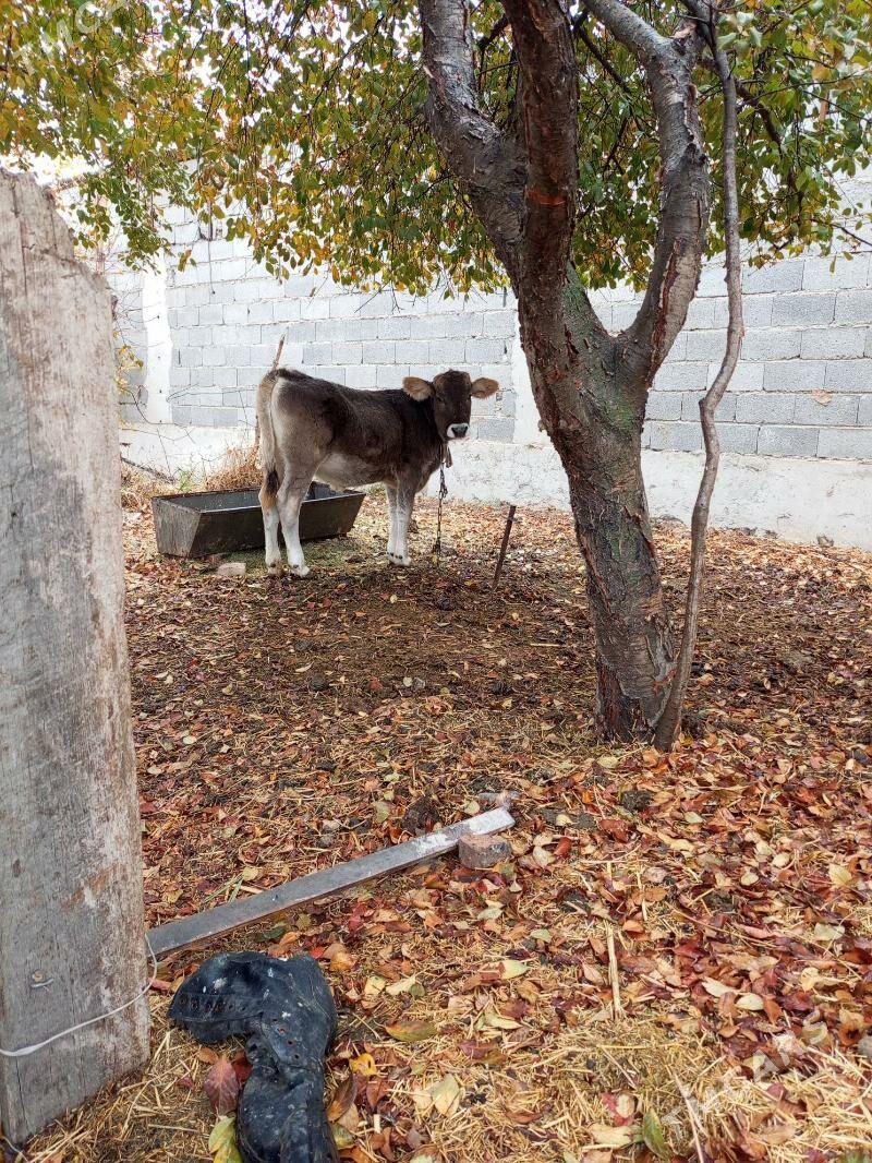 tüwe - Bäherden - img 1