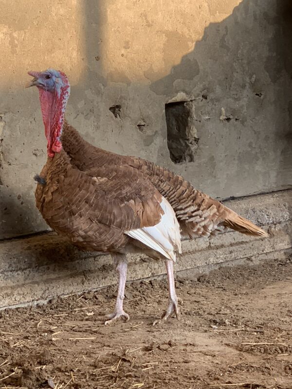 Induk - Мары - img 10