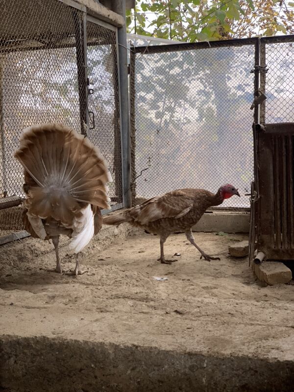 Induk - Мары - img 3