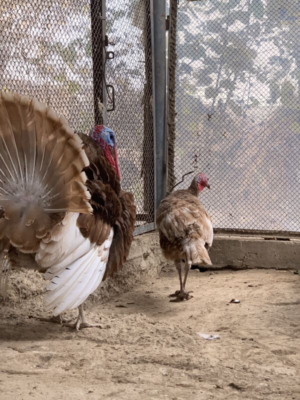 Induk - Мары - img 5