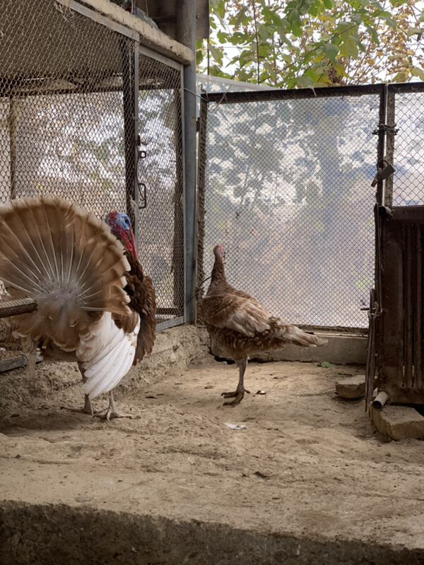 Induk - Мары - img 4