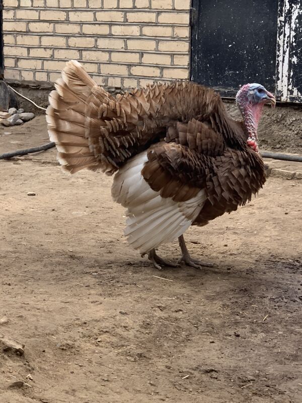 Induk - Мары - img 7