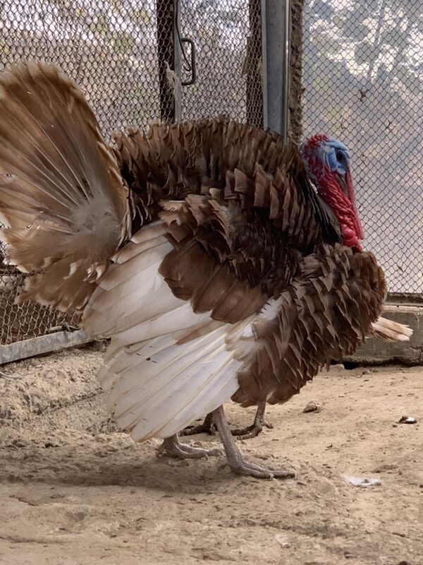 Induk - Мары - img 1