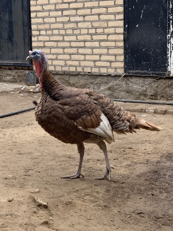 Induk - Мары - img 8