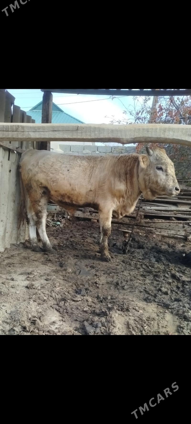 okuz - Bäherden - img 1