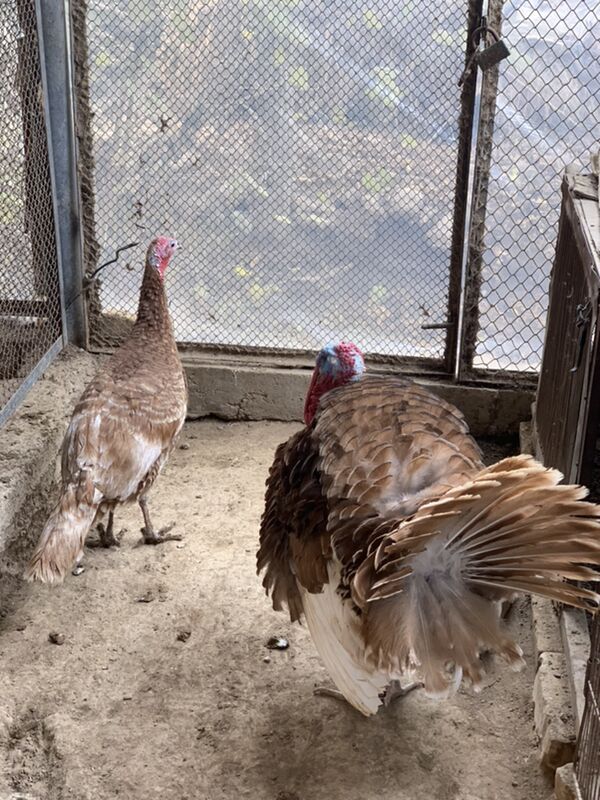 Induk - Мары - img 6