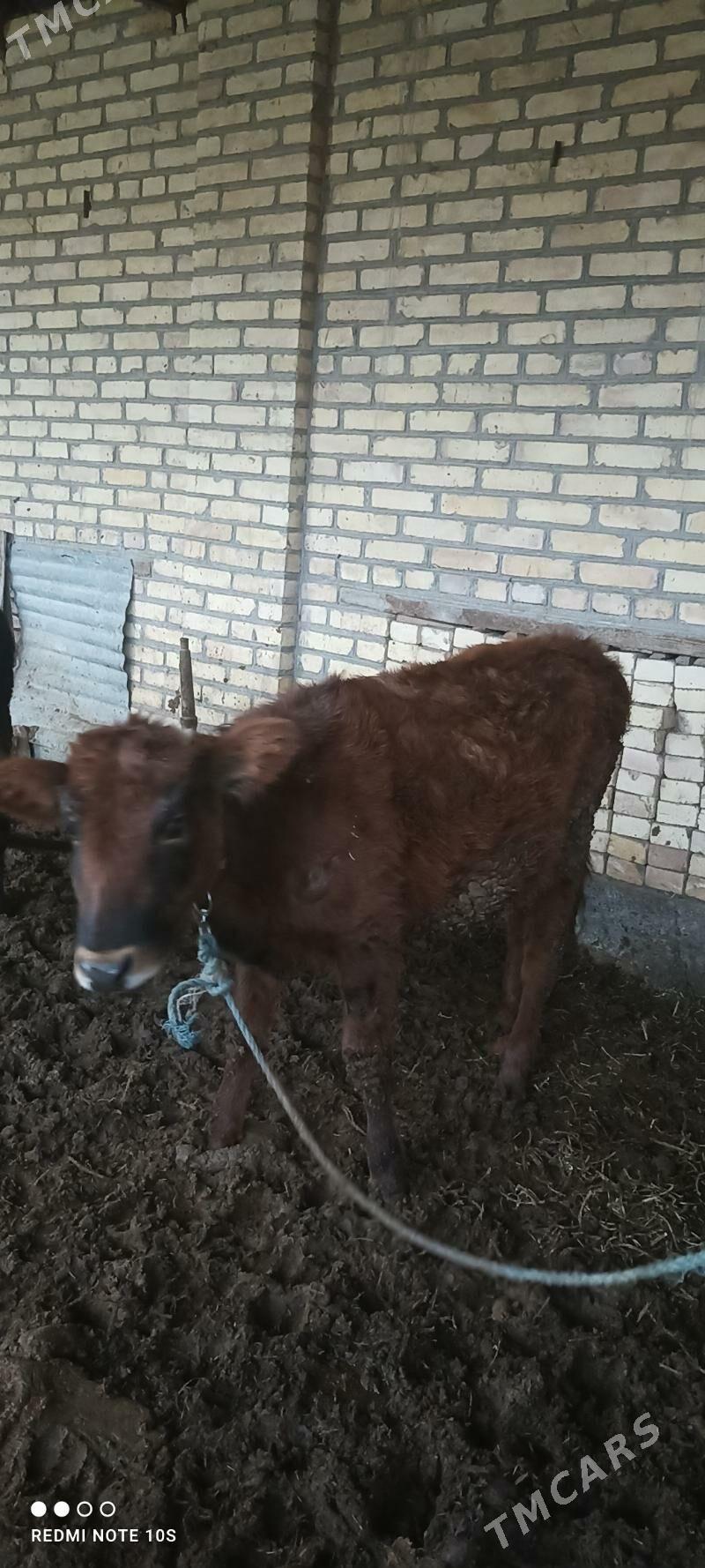 unajyn - Türkmenabat - img 2