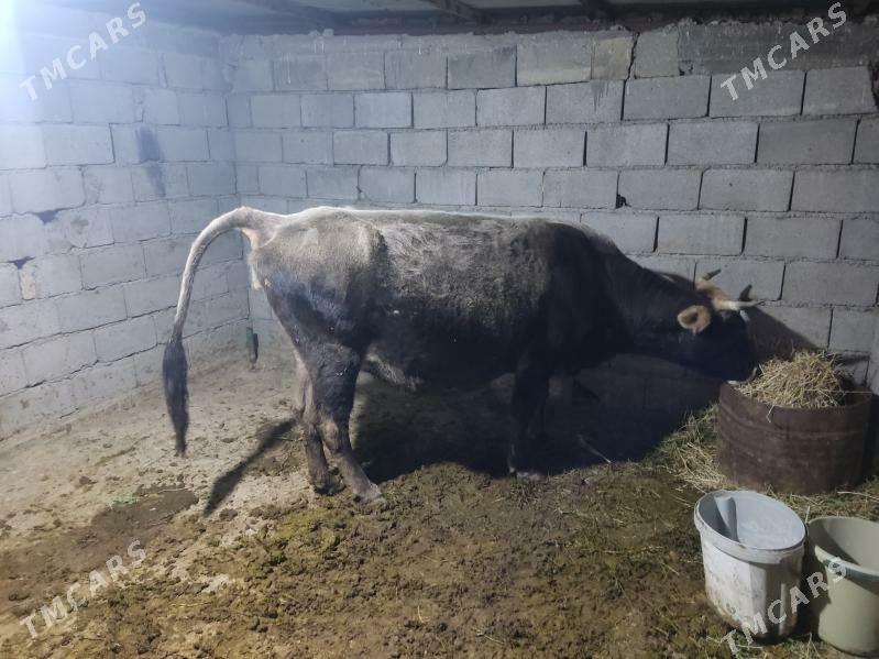 agyr bogaz sygyr - Gökdepe - img 2