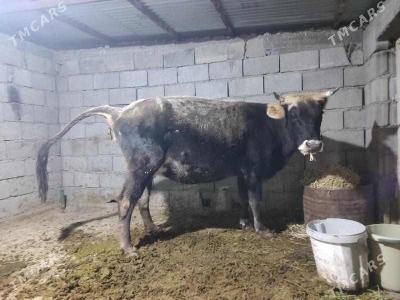 agyr bogaz sygyr - Gökdepe - img 4