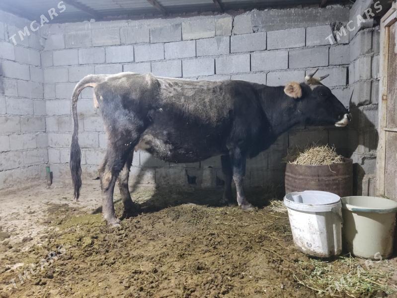 agyr bogaz sygyr - Gökdepe - img 1