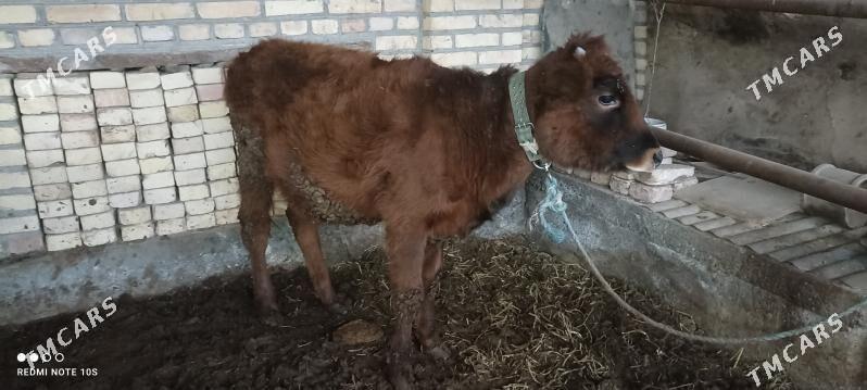 unajyn - Türkmenabat - img 1