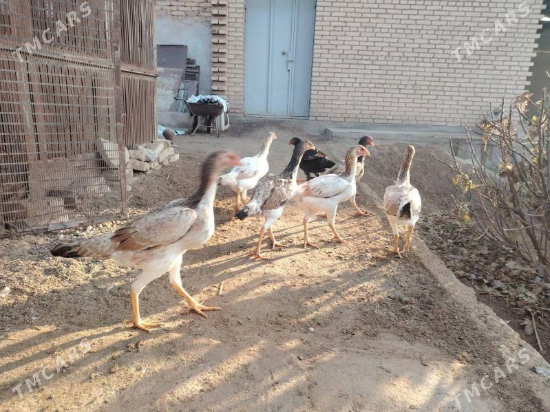 Baýsowy mäkiler - Türkmenabat - img 2