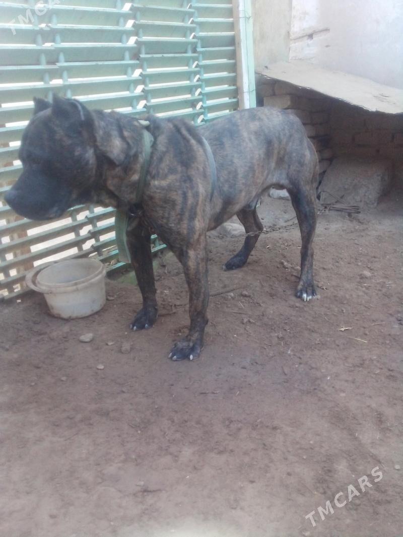 pidbul - Daşoguz - img 1