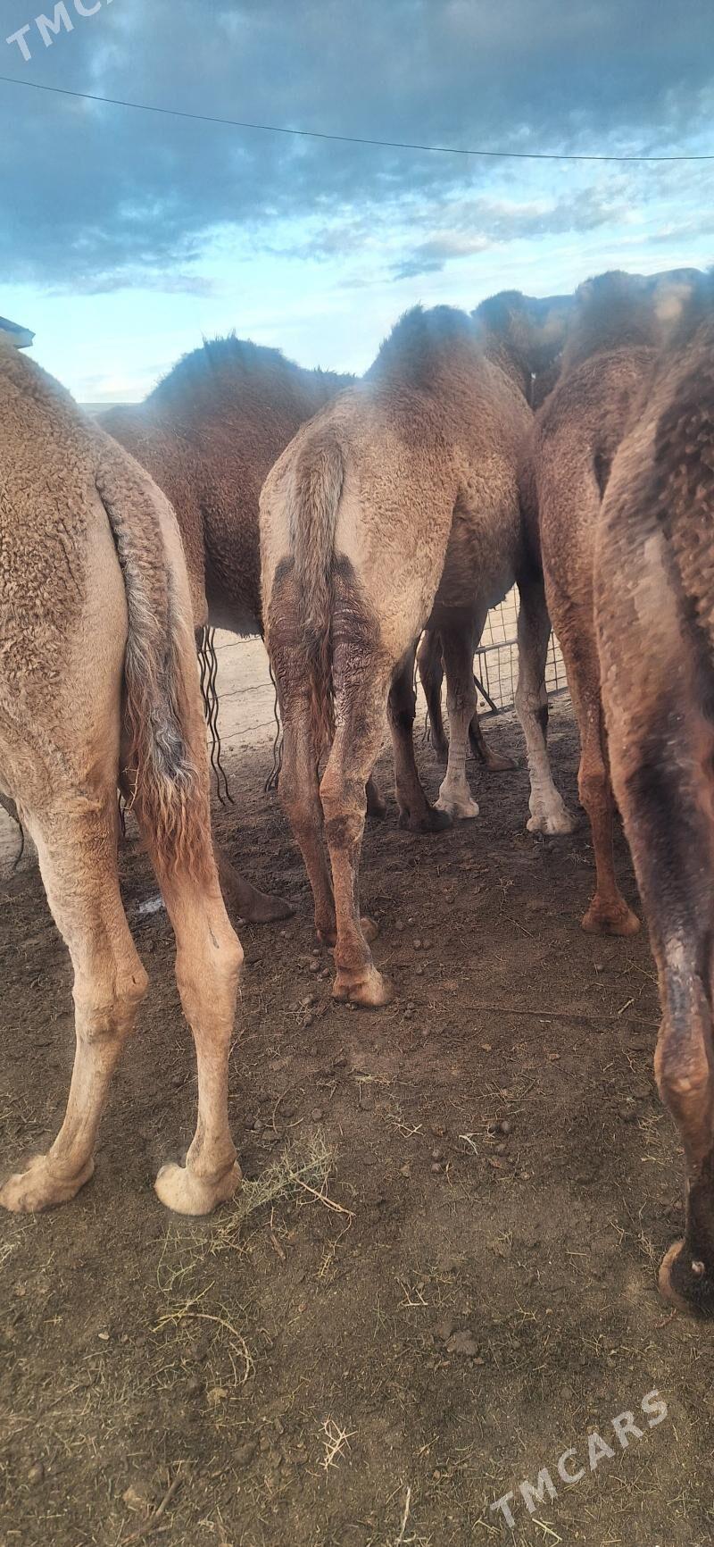 Bakylan Ogsuklar we Duyeler - Esenguly - img 1