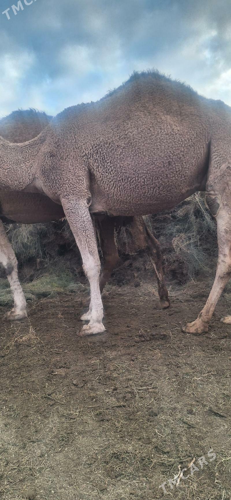 Bakylan Ogsuklar we Duyeler - Esenguly - img 4