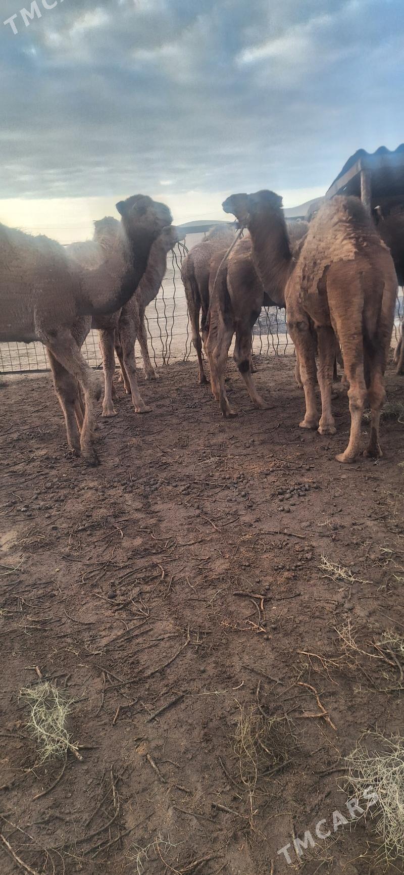 Bakylan Ogsuklar we Duyeler - Esenguly - img 2