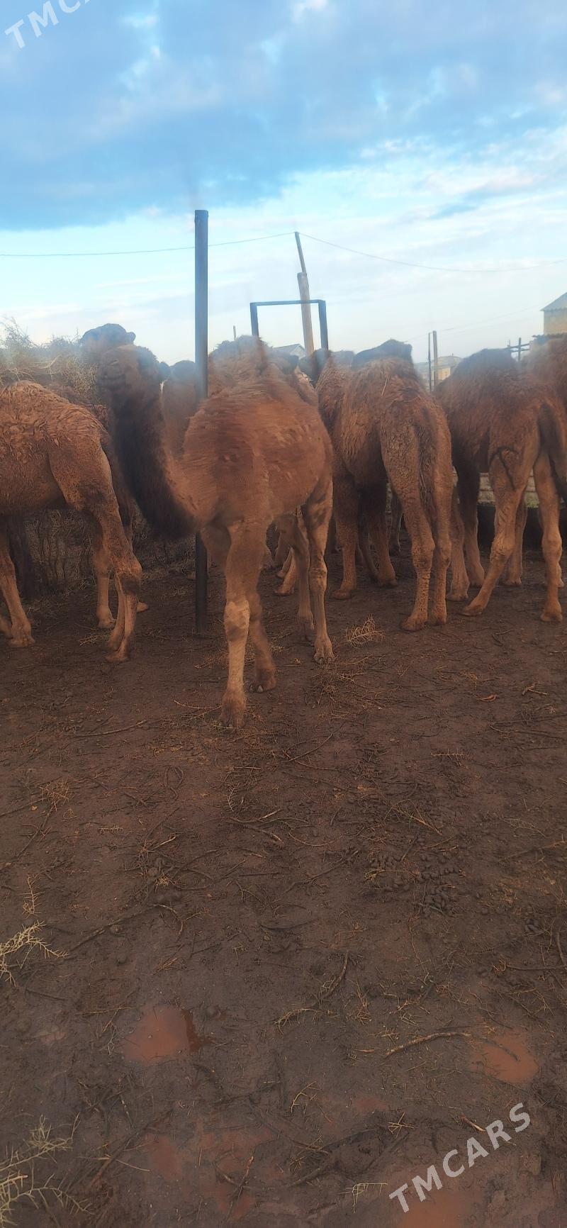 Bakylan Ogsuklar we Duyeler - Esenguly - img 3