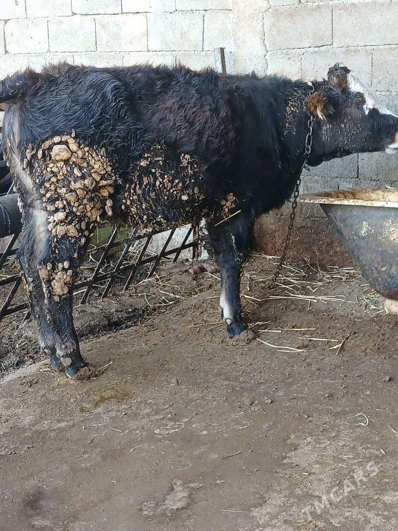 Tuwe - Gökdepe - img 2