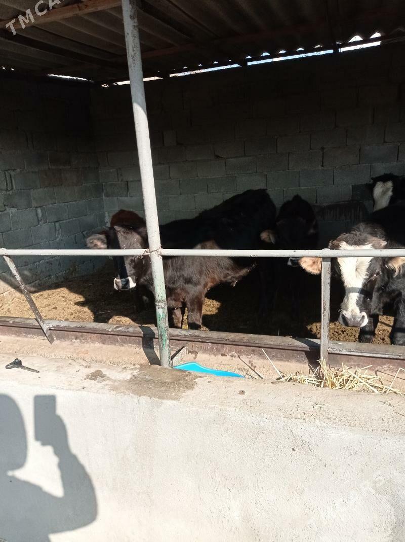 okuz ler - Бузмеин - img 4