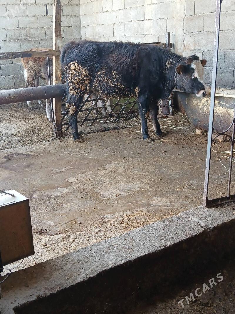 Tuwe - Gökdepe - img 3