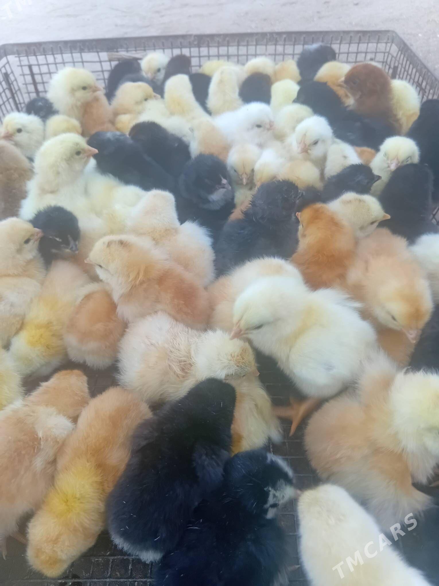 juyje - Дашогуз - img 1