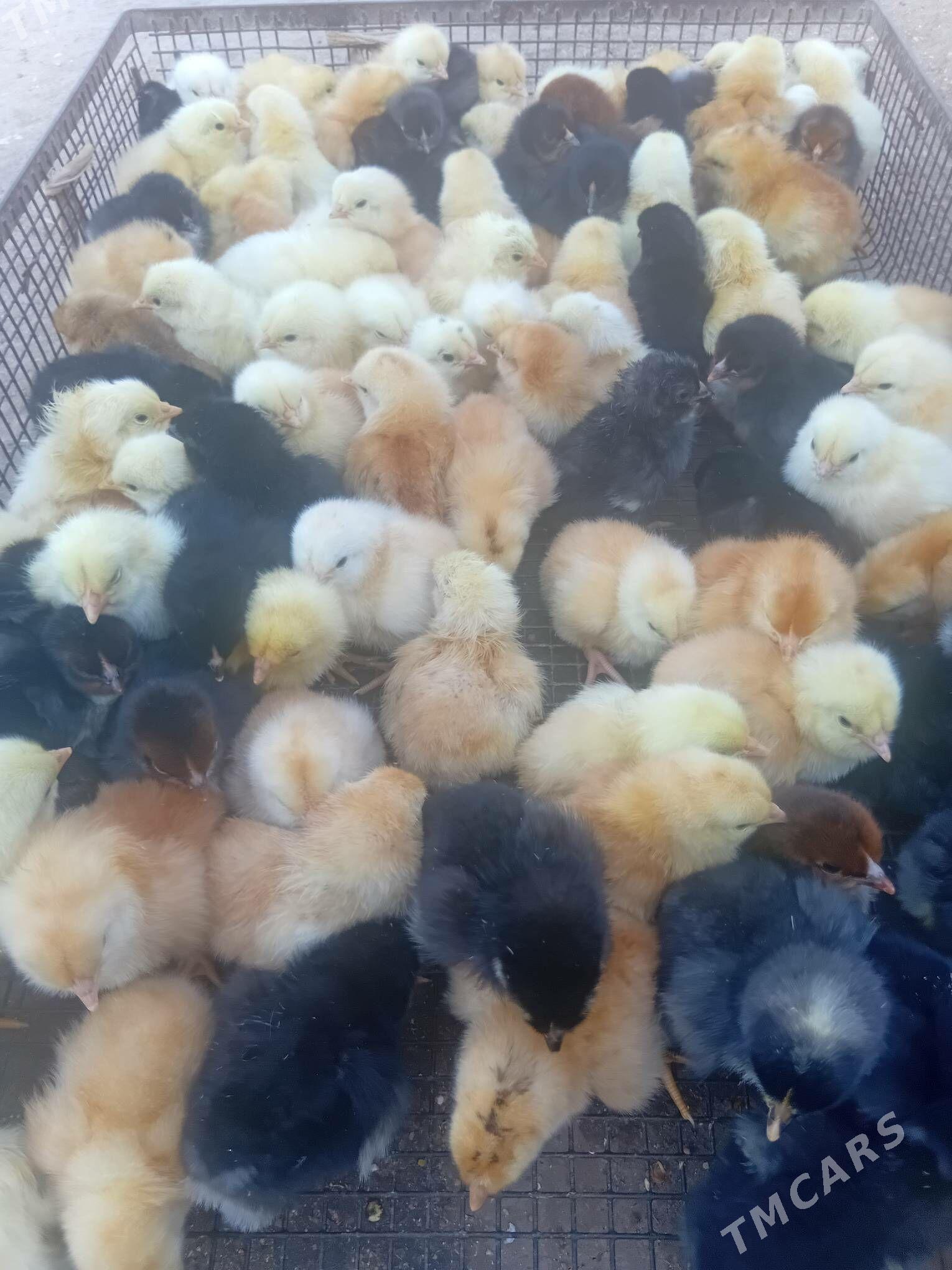 juyje - Дашогуз - img 3