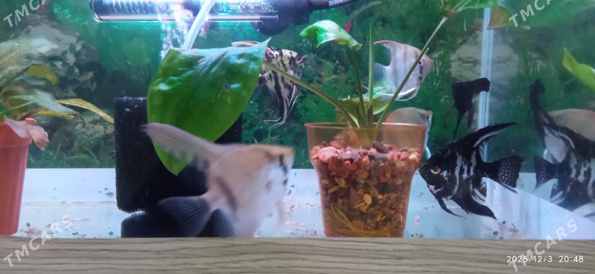 сколярий вуалевые - Büzmeýin GRES - img 1