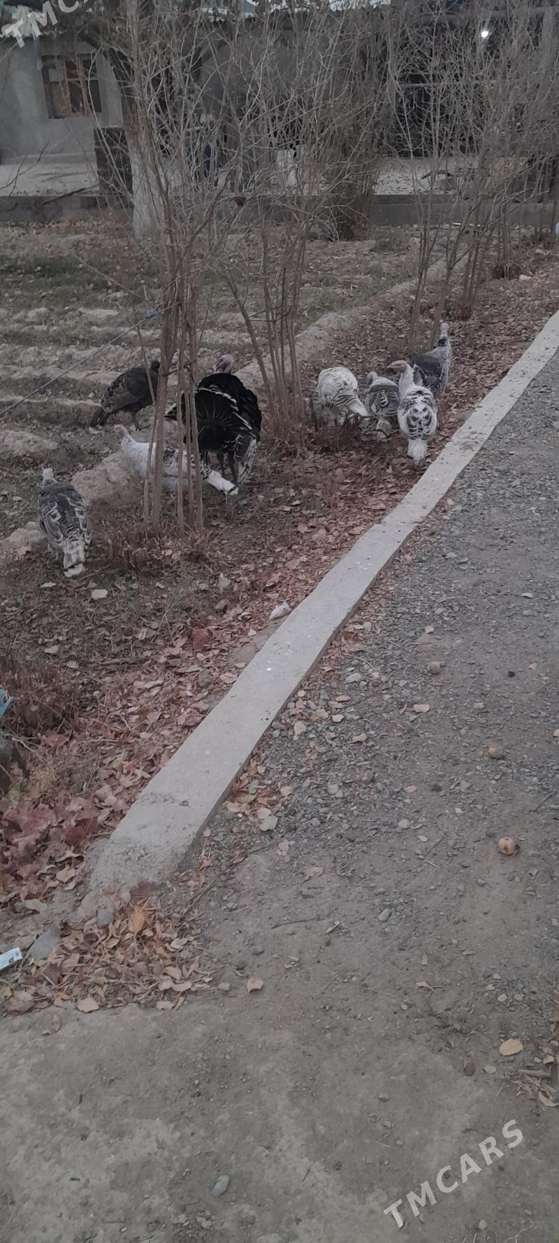 induk - Кака - img 7