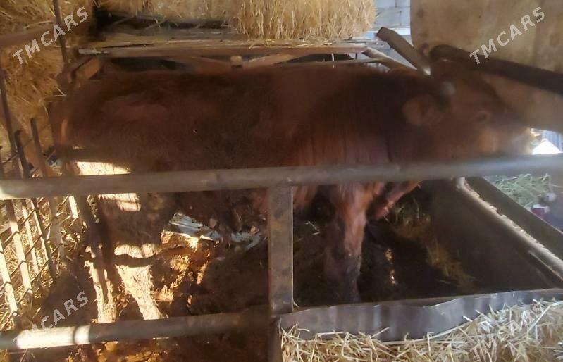 okuz öküz - Ашхабад - img 1