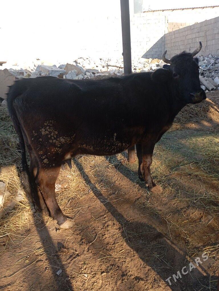 goleli.sygyr - Чоганлы - img 5