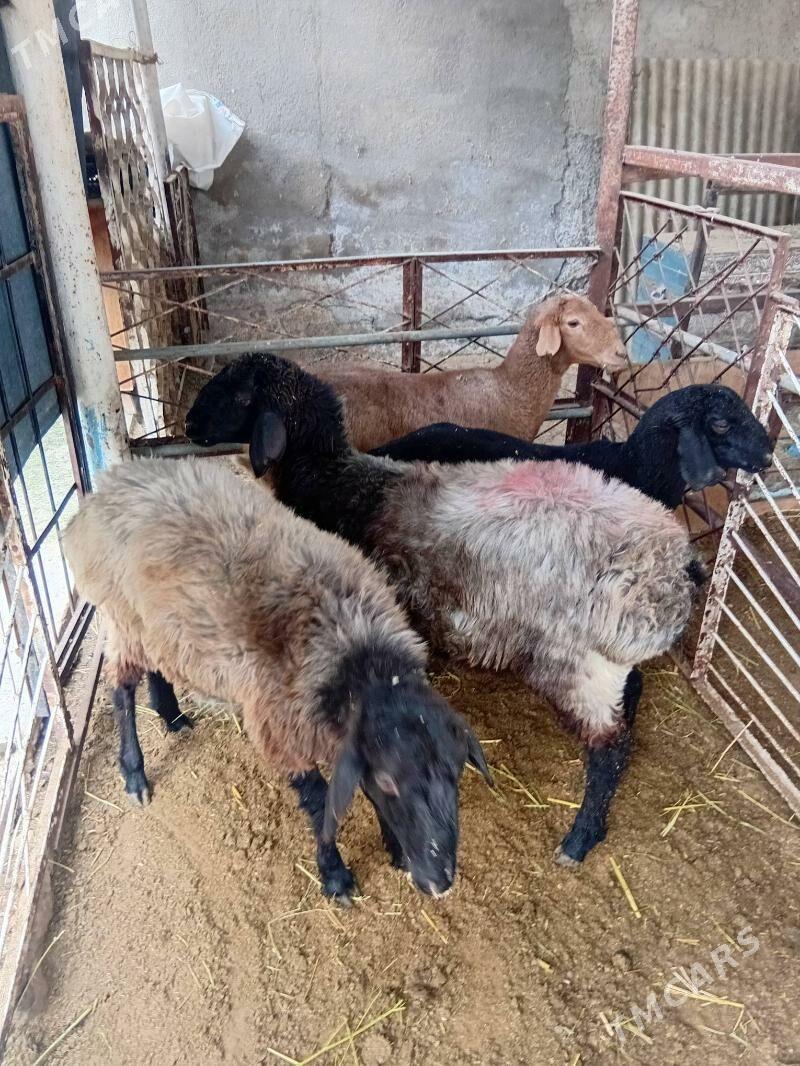 Işşek - Ашхабад - img 2