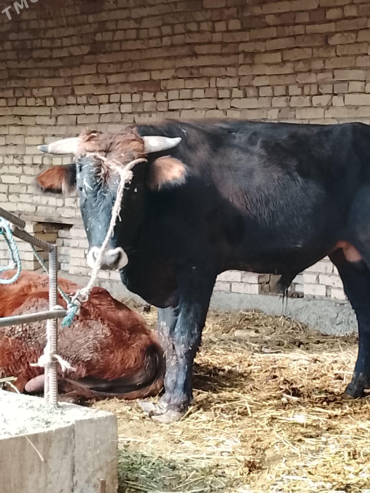 okuzler - Дянев - img 1