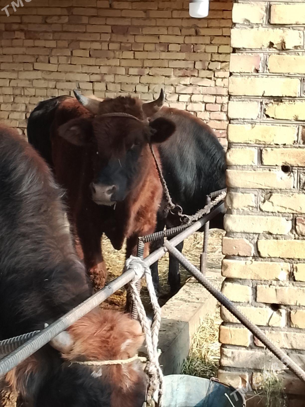 okuzler - Дянев - img 2