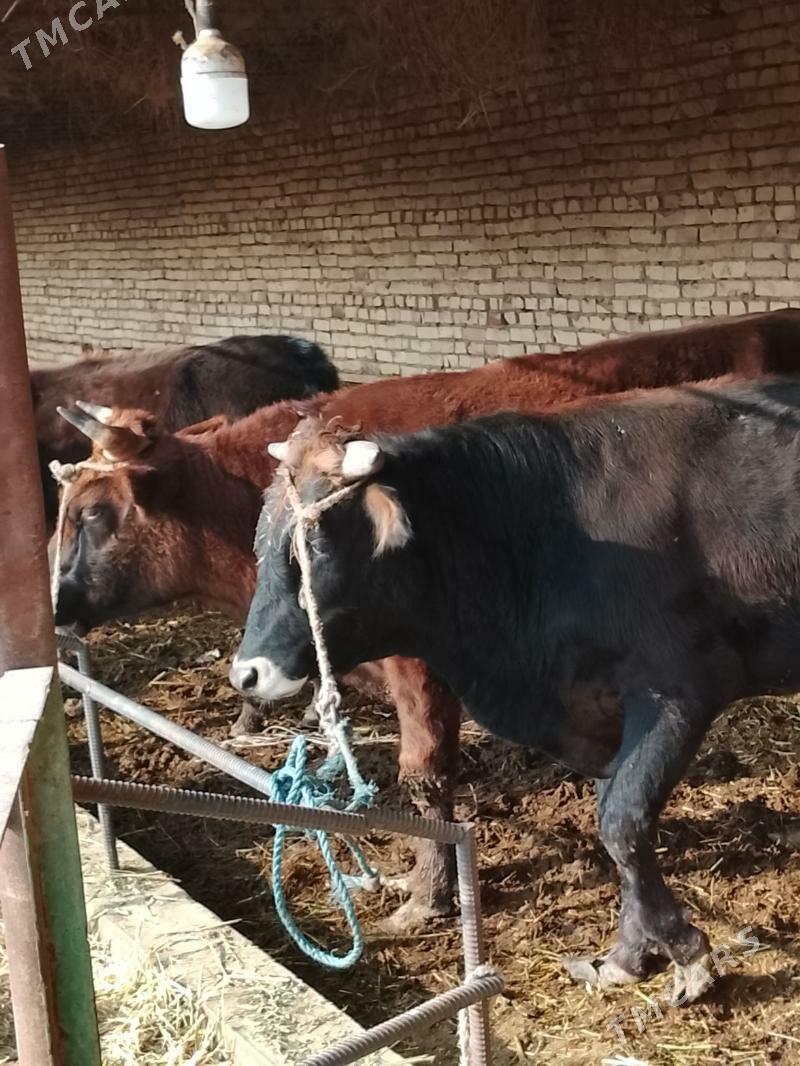 okuzler - Дянев - img 7