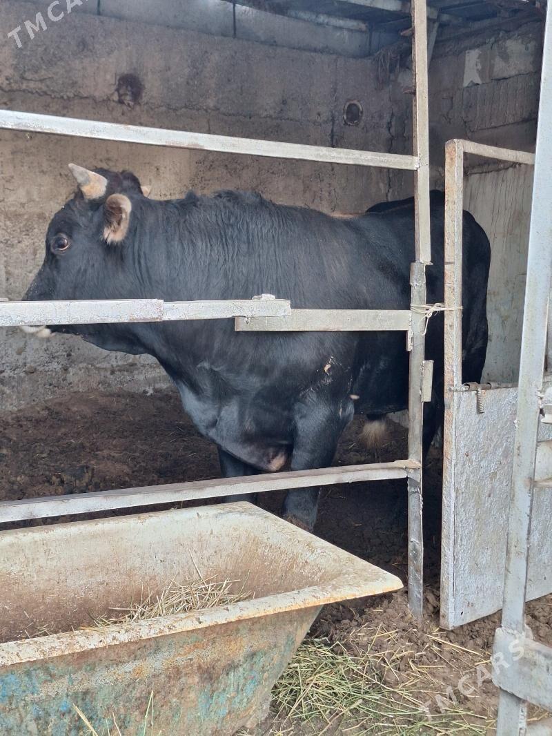 Okuz - Ашхабад - img 3